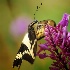 2Swallowtail - ID: 9975151 © Carol Eade