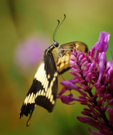 Swallowtail