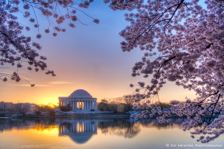 Cherry Blossom Sunrise