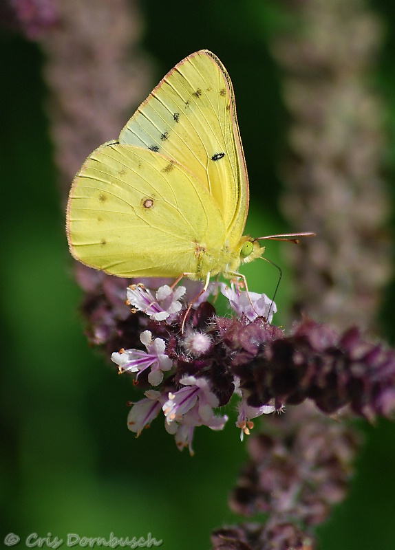 Clouded Sulphur