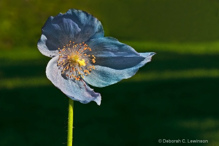 Blue Poppy