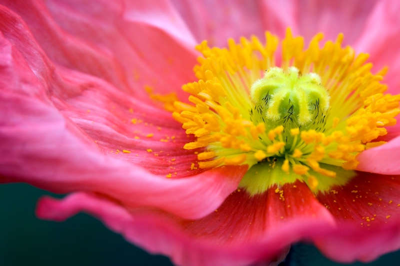 detail of a poppy