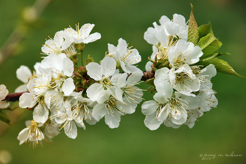 Bloomin' Beautiful