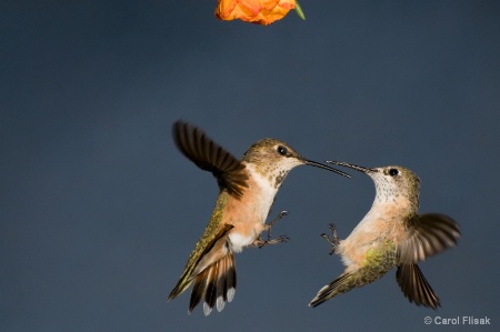 Defending the Food Source