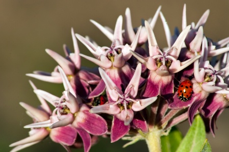 Milk Weeds and Ladybugs