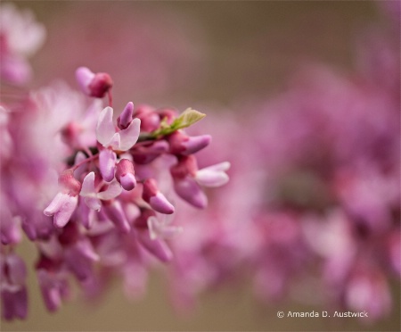 Pink Plume 