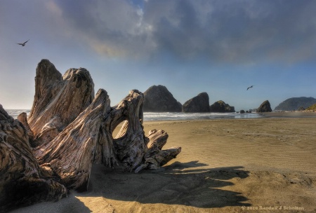 Driftwood on the Beach