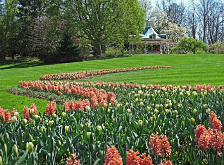 On the Hyacinth Trail