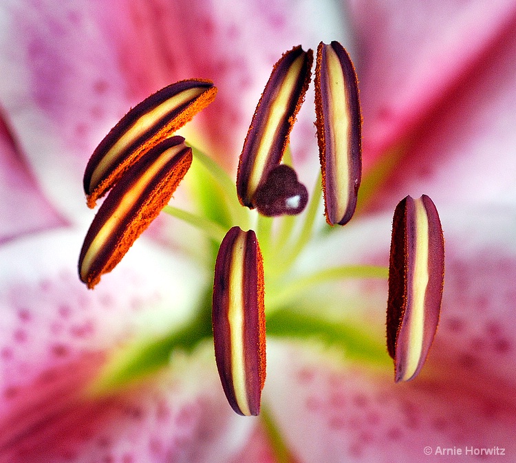 Above the Lily