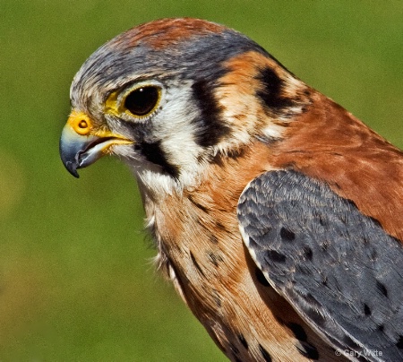 American Kestrel