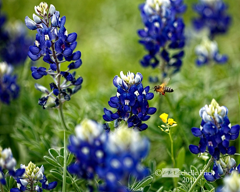 Pollen Collector