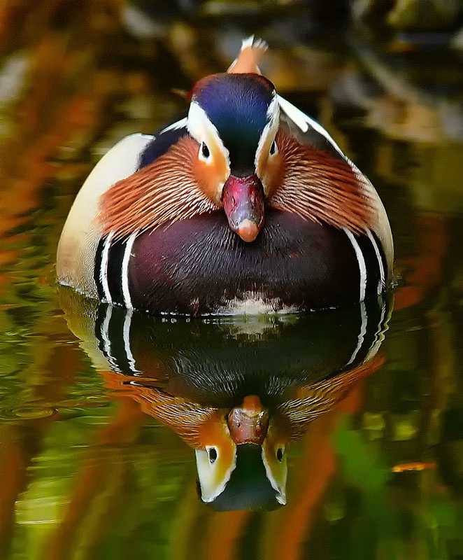 Mandarin Reflection