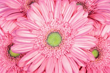 Gerbera Dasies