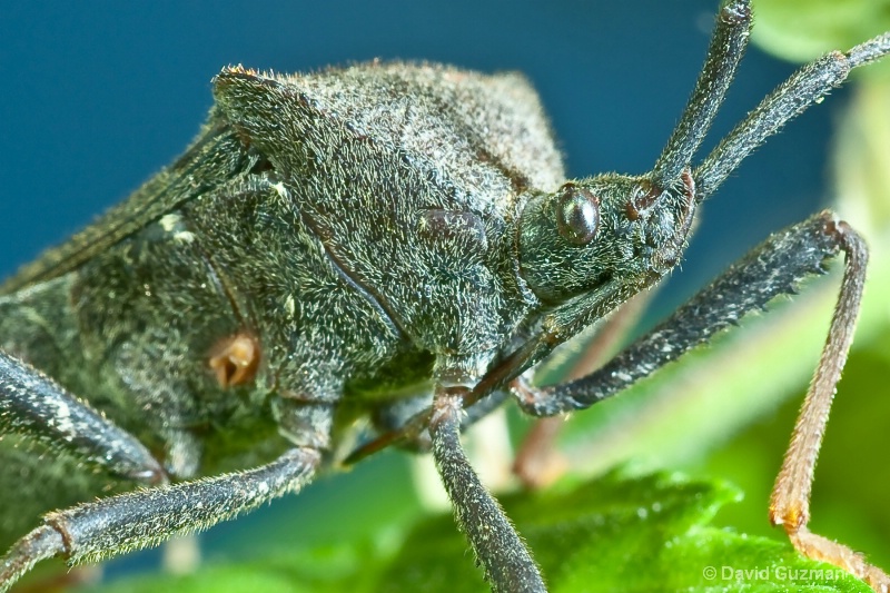 Leaf-footed bug