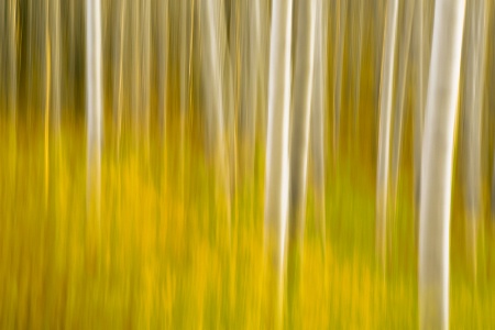 An Aspen Blur