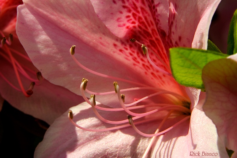 Pink Azalea