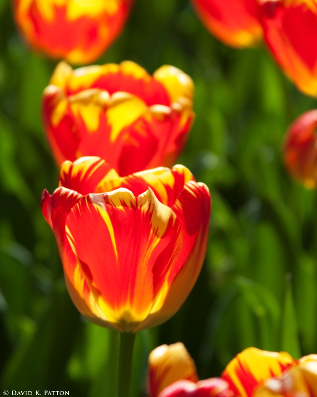 Washington DC Tulips