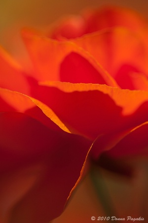 Succulent Orange Ranunculus