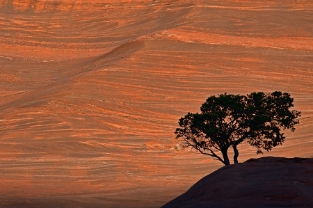 Tree Silhouetted