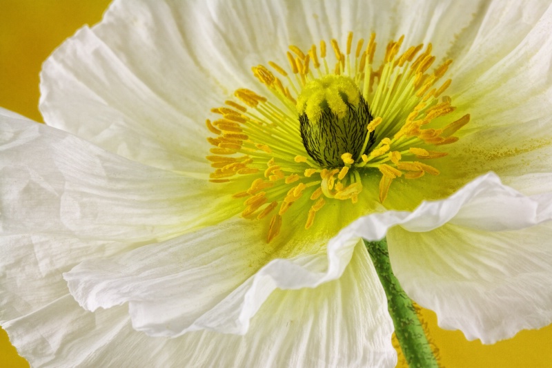 White Poppy