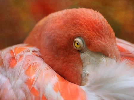 Flamingo Grace2