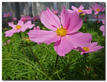 Cosmos bipinnatus