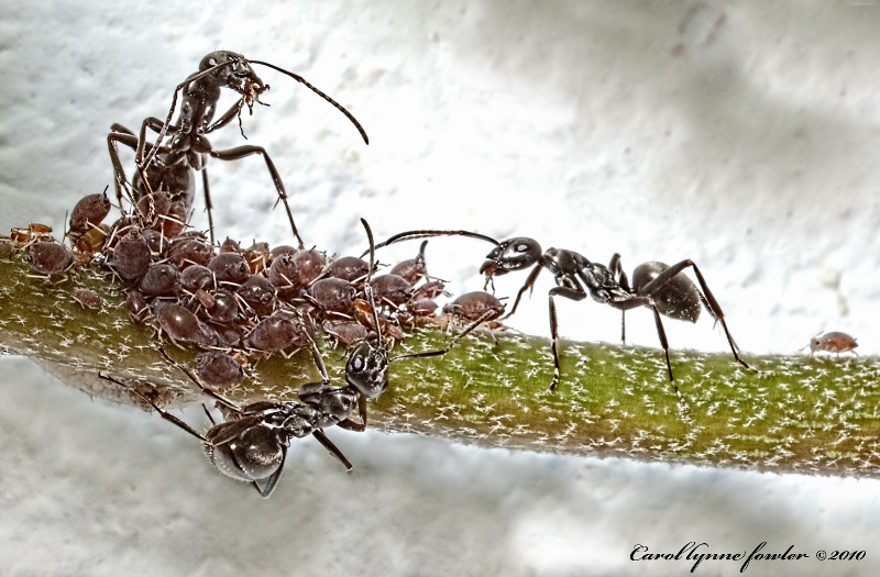 Aphid Farming II