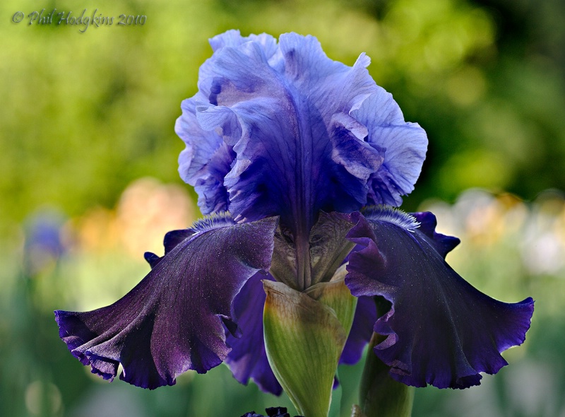 Bearded Iris #4