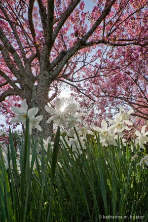 Cherries and daffodils, wide, late afternoon