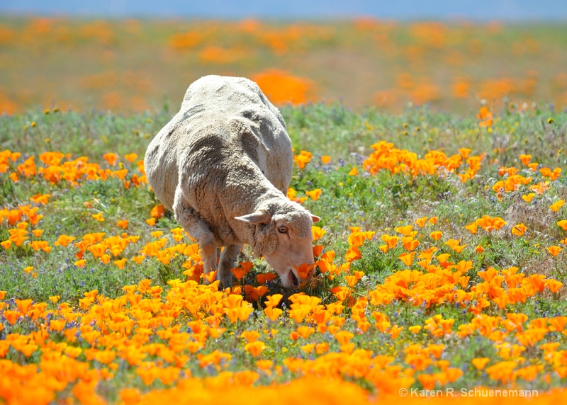 Poppy Picker