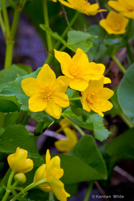 Marsh Marigold