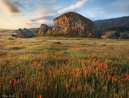 Rolled Poppies