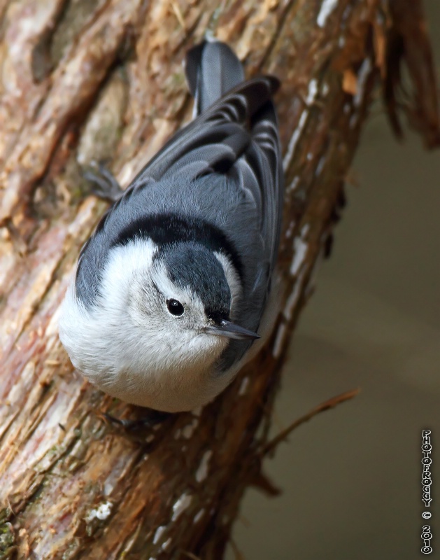 White Breasted Nuthatch