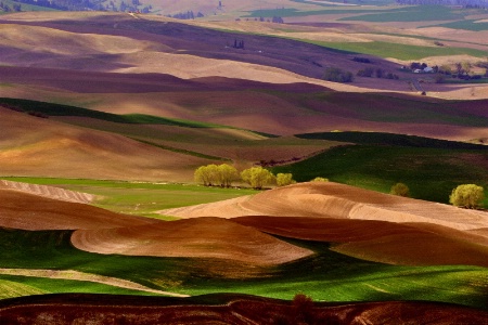 Springtime On The Palouse