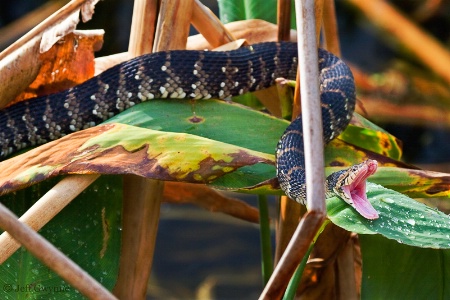 Southern Water Snake 