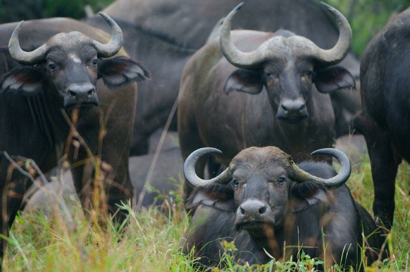 African Buffalo