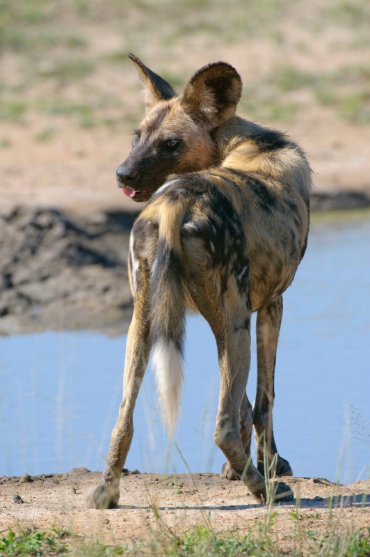Wild Dog (young male)