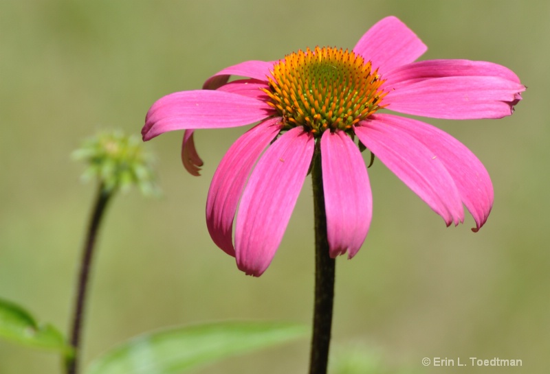 Coneflower