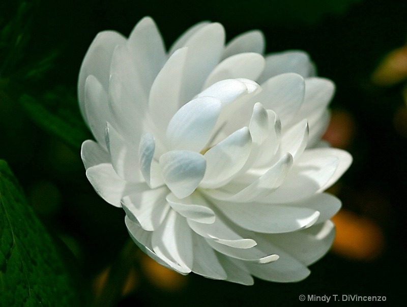 Double Bloodroot 10