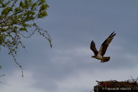 Osprey leaving nest