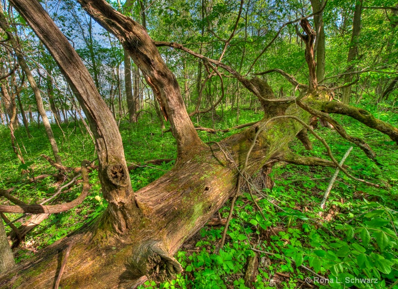 Bog Tree Sculpture_1