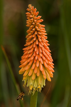 Kniphofia and friend