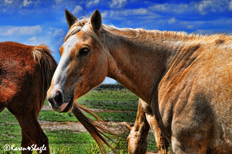 Pasture Ornaments