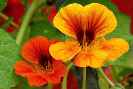 Nasturtiums