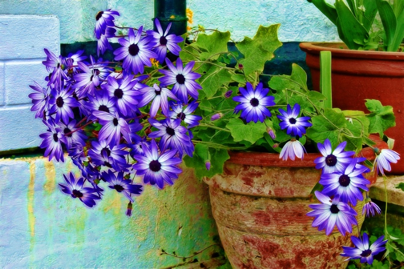 Senetti