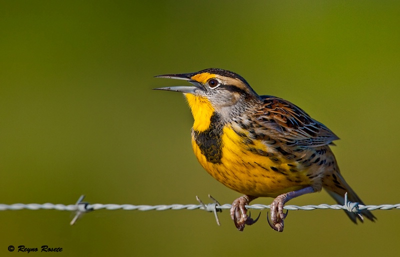 Singin' Meadowlark