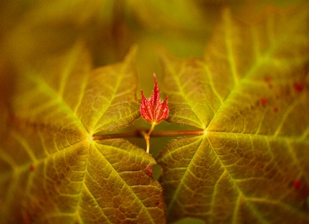 Red leaf 