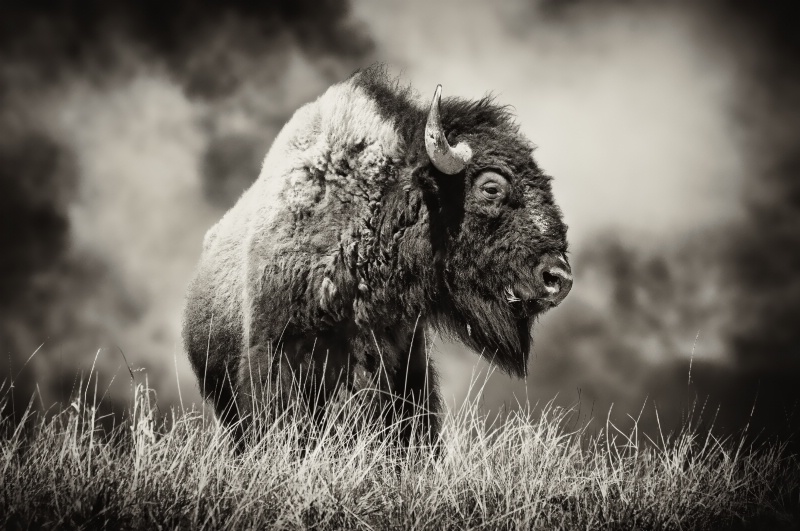 King of the Prairie