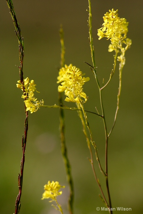 Nature's Lace