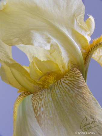 20081030 yellow iris 0310 copy